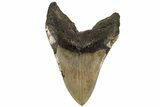 Monster, Fossil Megalodon Tooth - North Carolina #199691-2